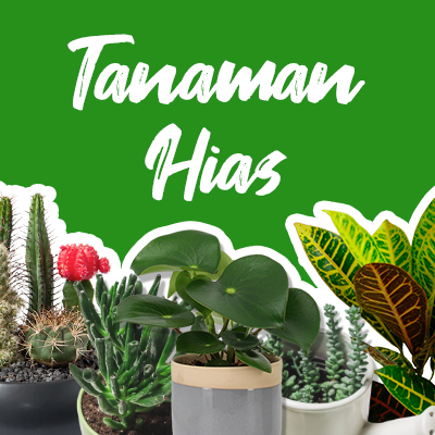 New_Icon_Tanaman_Hias5.png