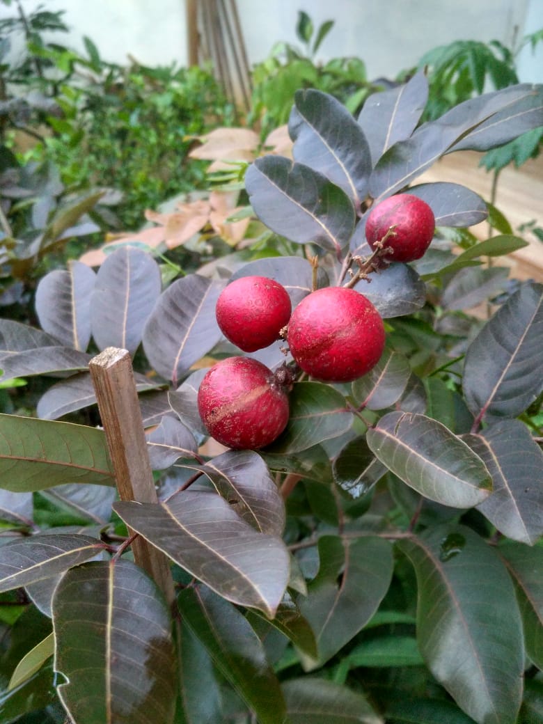 Bibit Klengkeng Merah