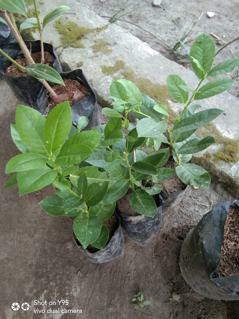 Bibit Lemon tanpa Biji