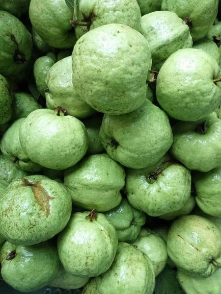 Jambu Kristal