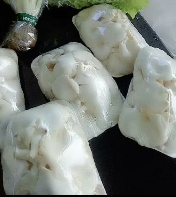 Jamur Tiram