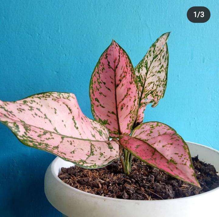 aglonema