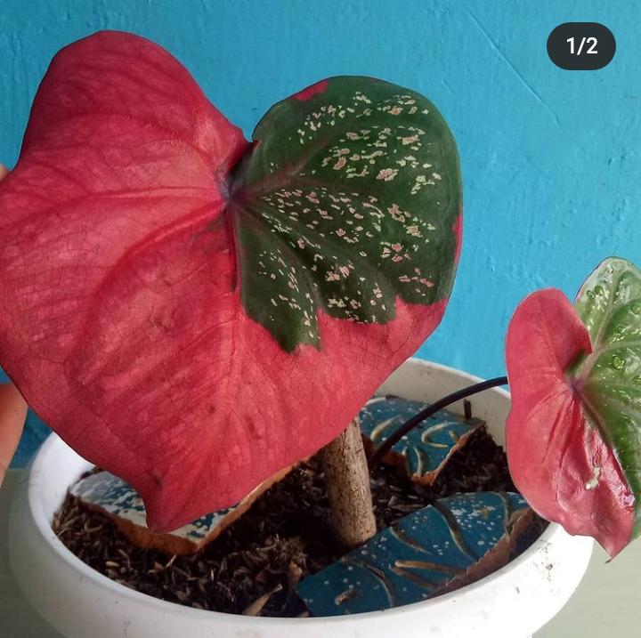 caladium