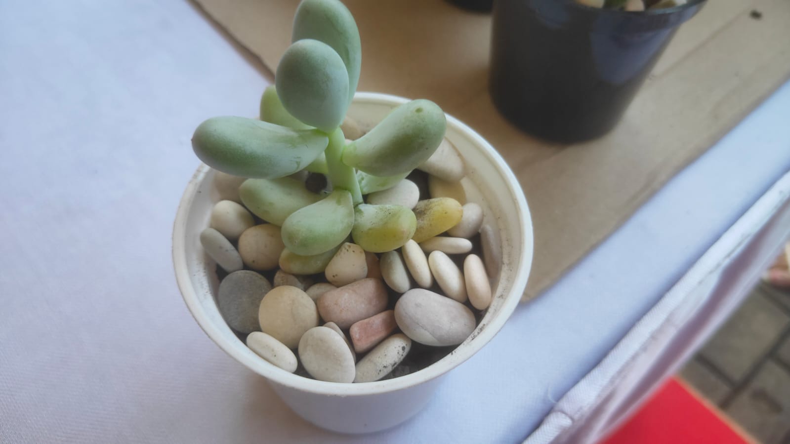 Sukulen Gift