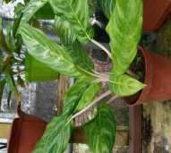 Aglaonema lokal 