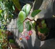 Beagonia spp