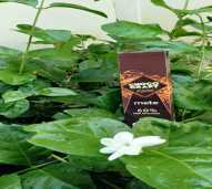 Chococraft Mete