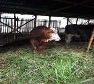 Penggemukan Sapi (Yogyakarta)