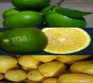 Buah Lemon California 1 kg