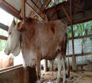 Sapi potong