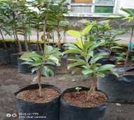 Bibit Jambu Variagata