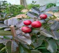 Bibit Klengkeng Merah