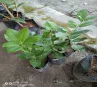 Bibit Lemon tanpa Biji