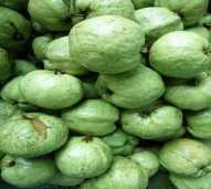 Jambu Kristal
