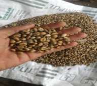 kopi agusen