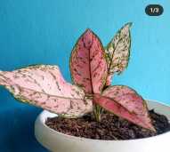 aglonema