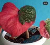 caladium