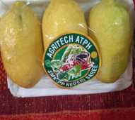 SMK PPN SAREE Agritech - Buah Lemon