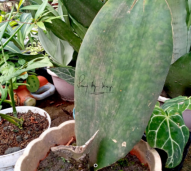 Sansiviera Masoniana