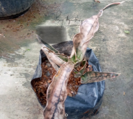 Sansiviera Brown Kriki
