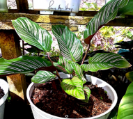 Chalatea Jenis Ornata
