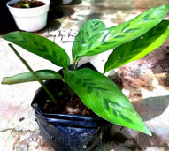 Chalatea Lempuyang