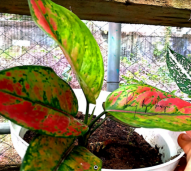 Aglaonema hengheng
